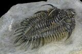 Spiny Comura Trilobite - Top Quality Specimen #128941-5